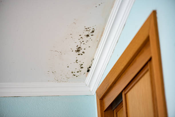 Best Mold Remediation  in Trenton, MO