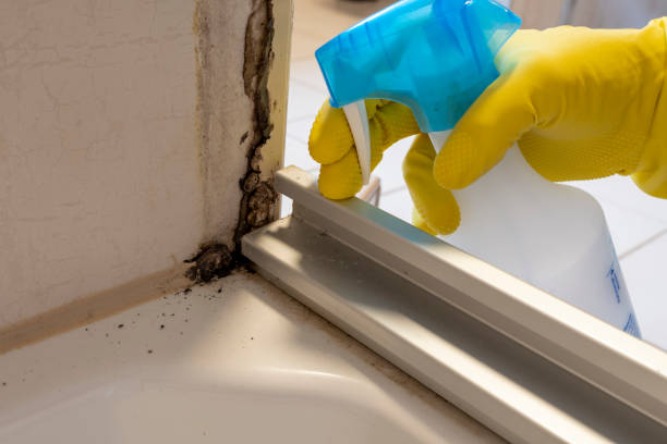 Best Mold Damage Repair  in Trenton, MO