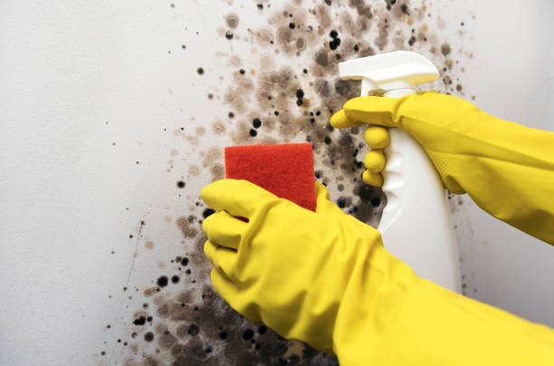 Best Mold Cleaning Services  in Trenton, MO