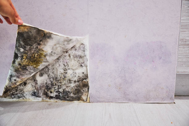Attic Mold Removal in Trenton, MO